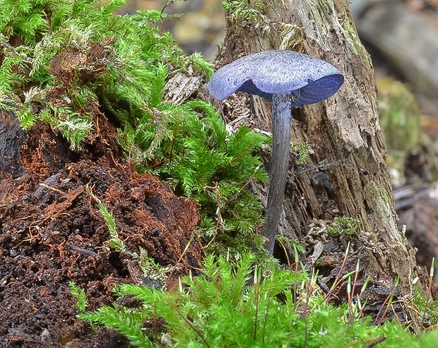 hodvábnica fialovomodrá Entoloma euchroum (Pers.) Donk