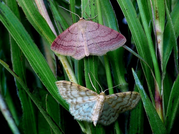 piadice Sterrhinae Meyrick, 1892