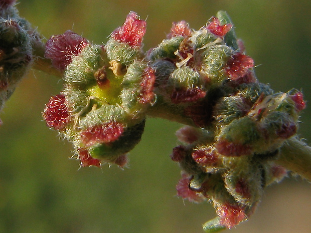 basia rozprestretá Bassia prostrata (L.) A. J. Scott