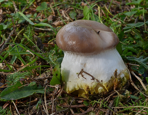 sliziak mazľavý Gomphidius glutinosus (Schaeff.) Fr.