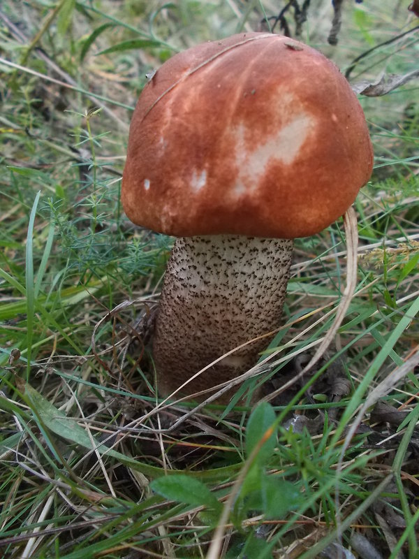 kozák dubový Leccinum aurantiacum (Bull.) Gray