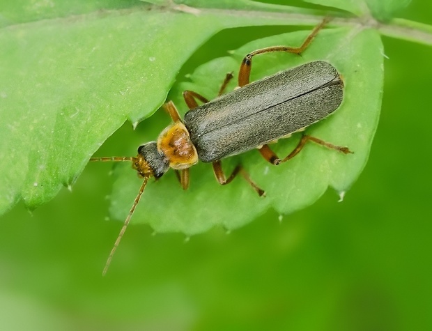 snehulčík Cantharis nigricans