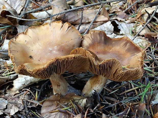 pavučinovec pestrohlúbikový Cortinarius poecilopus Rob. Henry