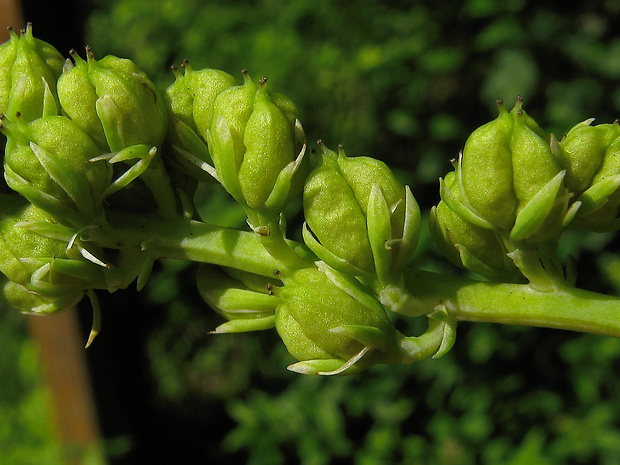 kosatka kalíškatá Tofieldia calyculata (L.) Wahlenb.