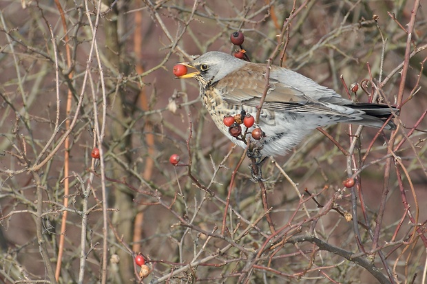 drozd čvíkotavý Turdus pilaris