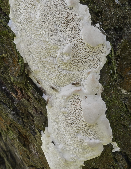 ostropórovec nížinný Oxyporus latemarginatus (Durieu & Mont.) Donk