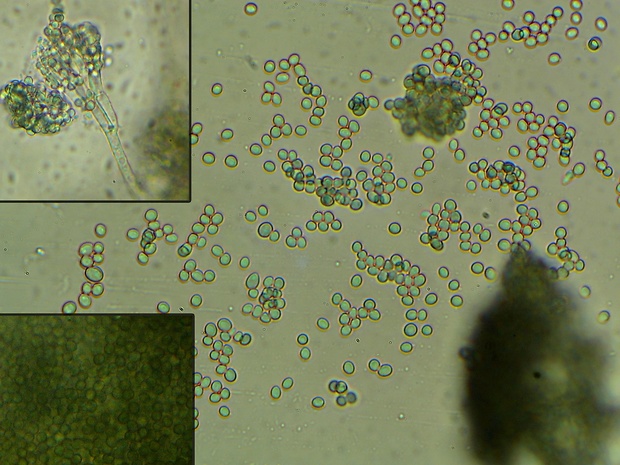 penicil Penicillium solitum Westling