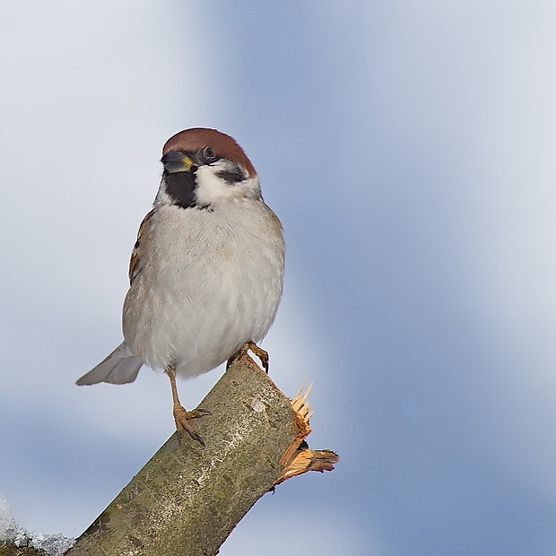 vrabec poľný Passer Montanus