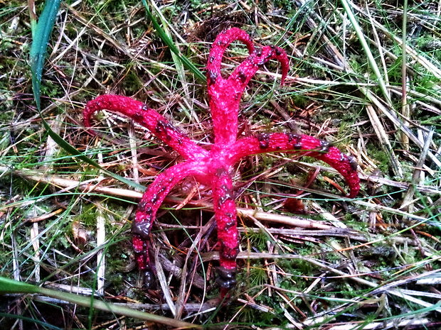 mrežovka kvetovitá Clathrus archeri (Berk.) Dring