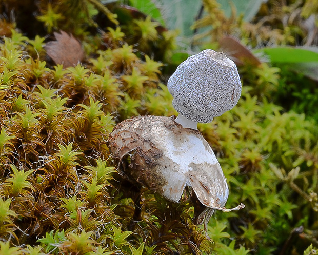 hviezdovka malá Geastrum minimum Schwein.