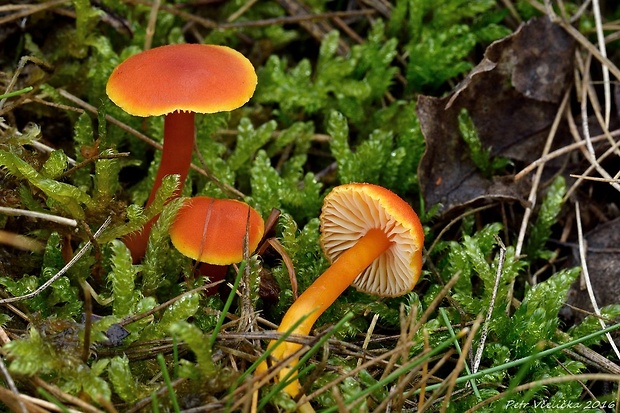 lúčnica krvavá Hygrocybe miniata (Fr.) P. Kumm.