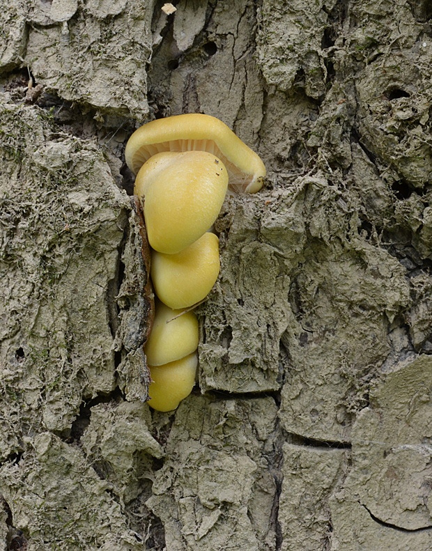 hliva lievikovitá citrónová Pleurotus citrinopileatus (Singer) Ohira