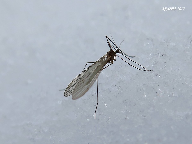 tipuľka Trichocera saltator (Harris, 1776)