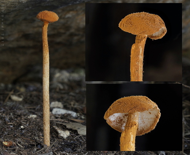 piesočnatka hadovkovitá Battarrea phalloides (Dicks.) Pers.