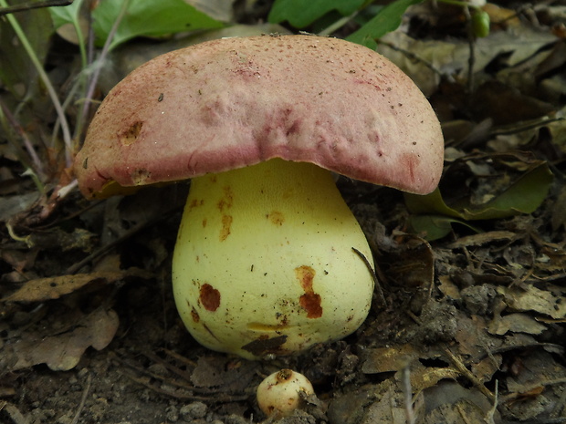 hríb kráľovský Butyriboletus regius (Krombh.) D. Arora & J.L. Frank