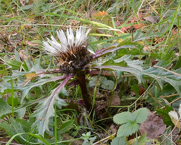 krasovlas bezbyľový vyvýšený Carlina acaulis subsp. caulescens (Lam.) Schübl. et G. Martens