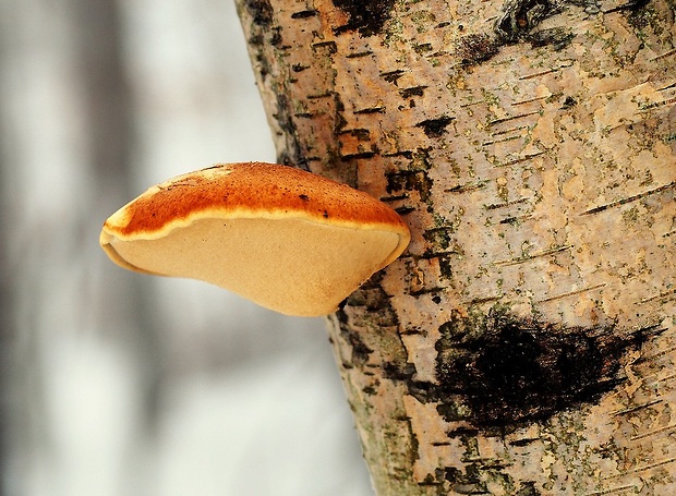 brezovník obyčajný Fomitopsis betulina (Bull.) B.K. Cui, M.L. Han & Y.C. Dai