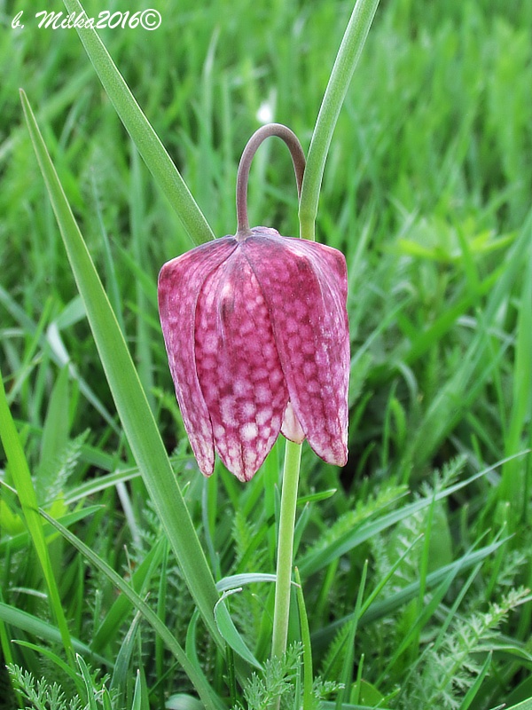 korunkovka strakatá Fritillaria meleagris L.