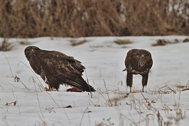 myšiak lesný Buteo buteo