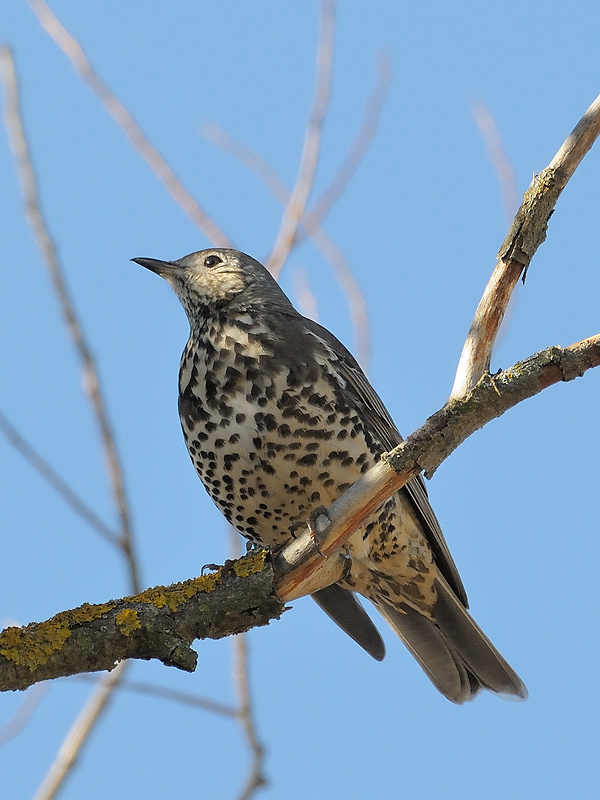 drozd plavý Turdus philomelos