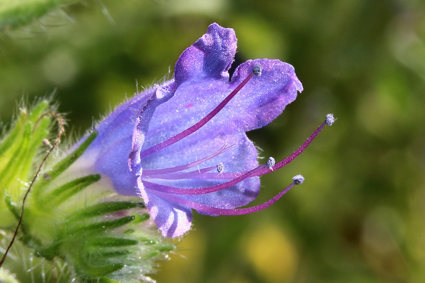 hadinec obyčajný Echium vulgare L.