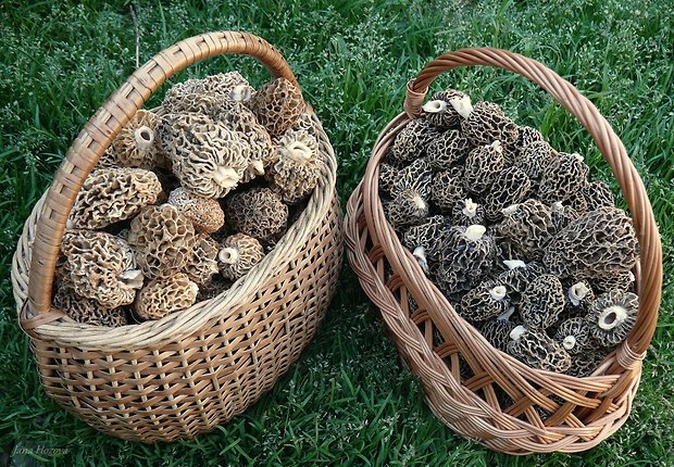 smrčok jedlý Morchella esculenta (L.) Pers.