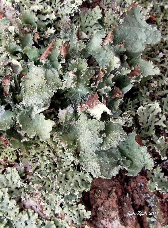 pľuzgierka sivá Platismatia glauca (L.) W.L. Culb. & C.F. Culb.