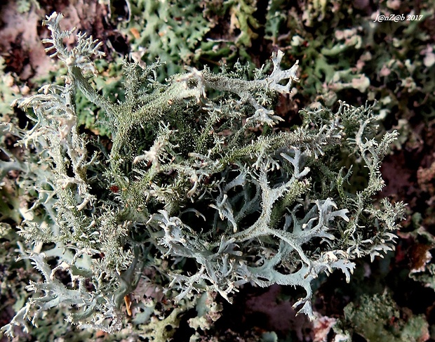 pakonárnik otrubový Pseudevernia furfuracea var. furfuracea (L.) Zopf