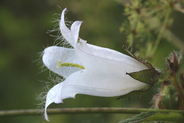 zvonček Campanula sp.