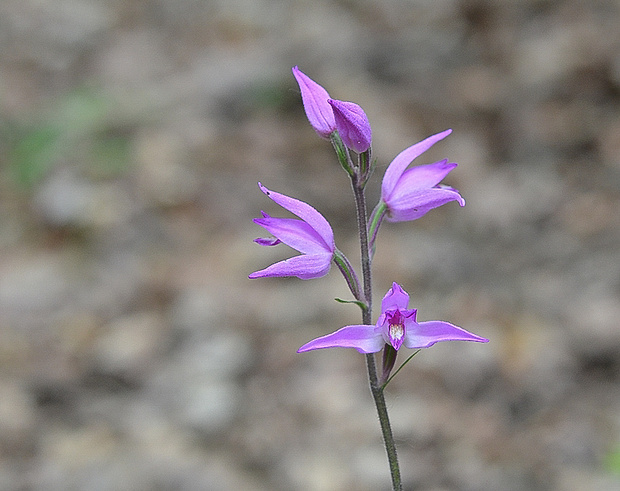 prilbovka červená Cephalanthera rubra (L.) Rich.