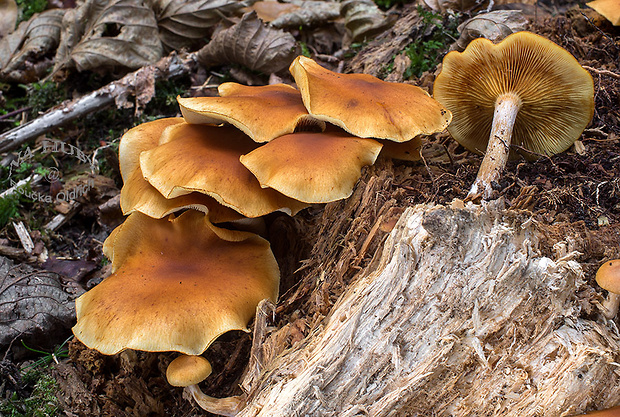 šupinovec nevoňavý Gymnopilus penetrans (Fr.) Murrill