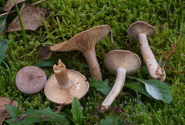 rýdzik voňavý Lactarius glyciosmus (Fr.) Fr.