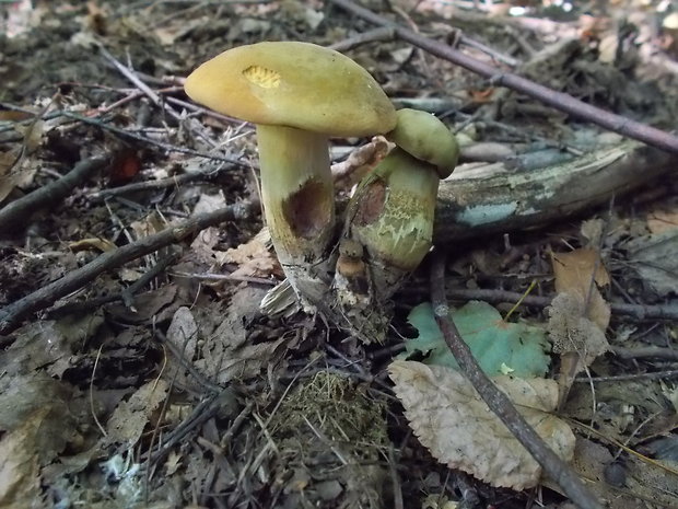 hríb zrnitohlúbikový odfarbený Neoboletus xanthopus (Quél.) Krieglst.