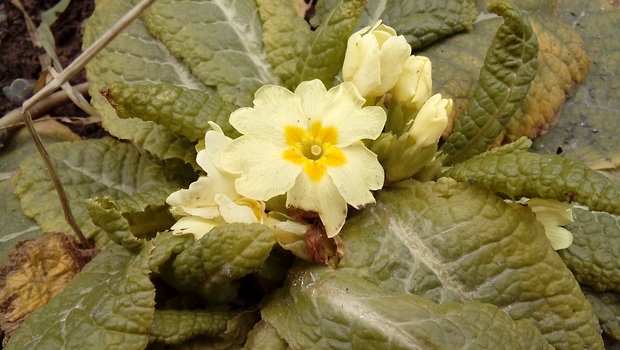 prvosienka bezbyľová Primula acaulis  (L.) L.