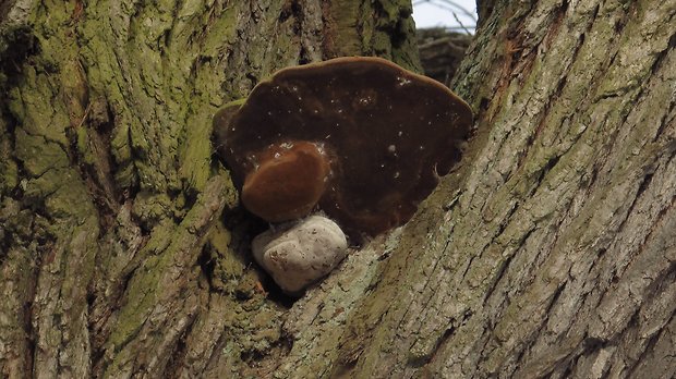 ohňovec mohutný Fomitiporia robusta (P. Karst.) Fiasson & Niemelä