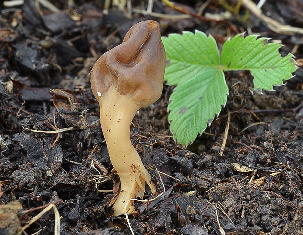 drobnojazýček Microglossum olivaceum (Pers.) Gillet