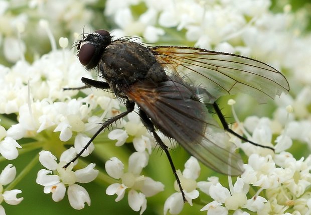 muscidae Muscidae