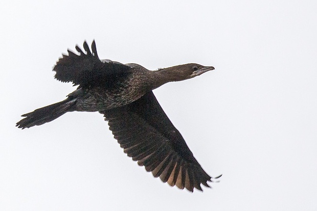 kormorán malý  Phalacrocorax pygmeus