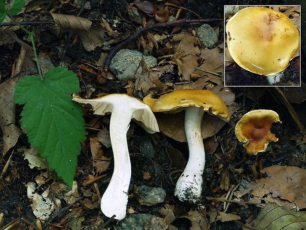 pavučinovec žlčový Cortinarius vibratilis (Fr.) Fr.