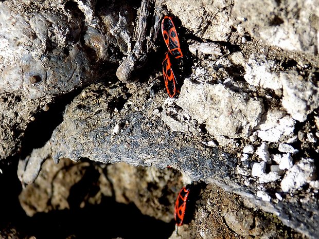 cifrúša bezkrídka Pyrrhocoris apterus