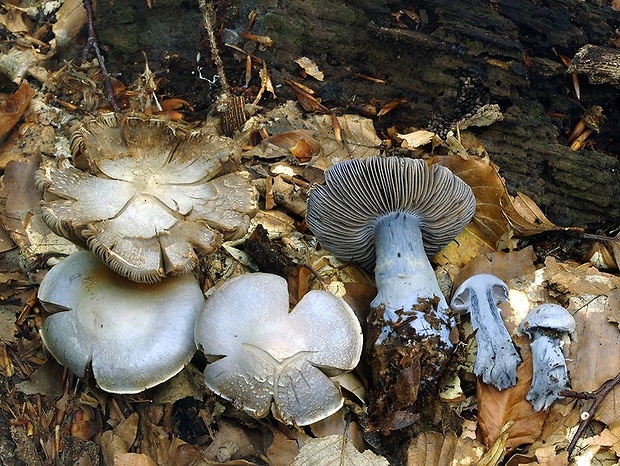 pavučinovec ostrotučný Cortinarius acutispissipes Rob. Henry