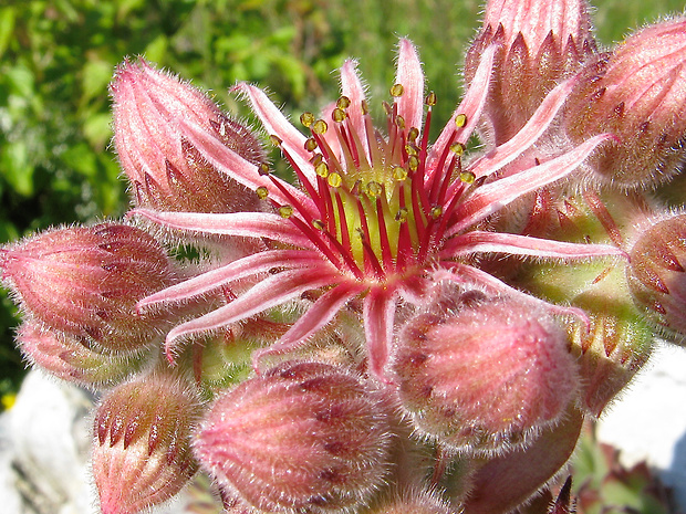 skalnica Sempervivum sp.