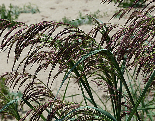 smlz patrsťový Calamagrostis pseudophragmites (Haller f.) Koeler