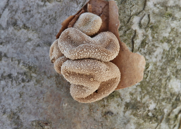 dutinovka otrubnatá Encoelia furfuracea (Roth) P. Karst.