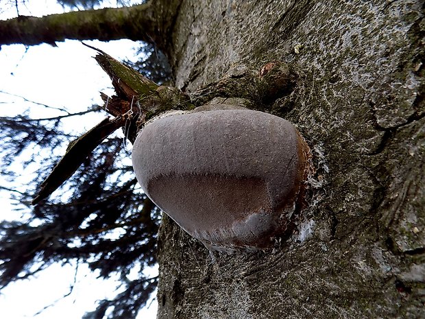 ohňovec Hartigov Phellinus hartigii (Allesch. & Schnabl) Pat.