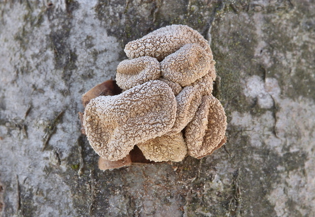 dutinovka otrubnatá Encoelia furfuracea (Roth) P. Karst.