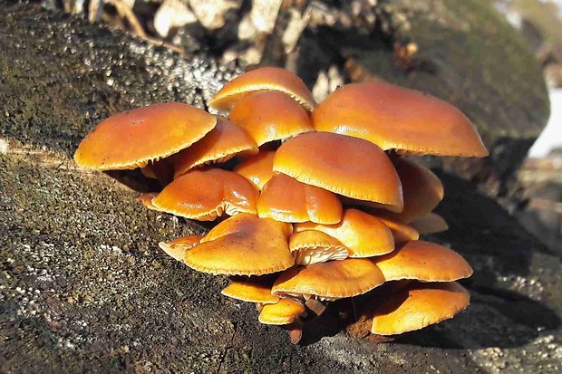 plamienka Flammulina sp.