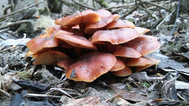 plamienka Flammulina sp.