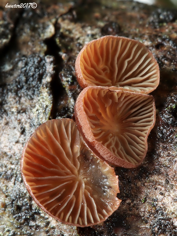 pňovka fialovohnedá Panellus violaceofulvus (Batsch) Singer