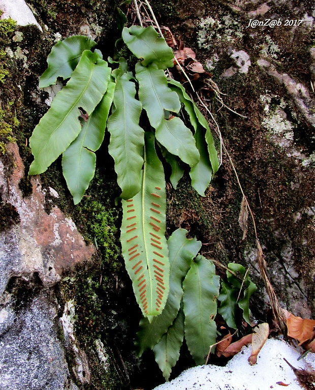 jazyk jelení Phyllitis scolopendrium (L.) Newman